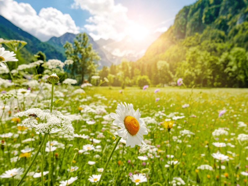 Almwiesenbestattung Leipzig Markranstädt