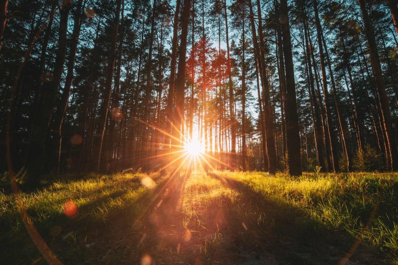 Friedwald Bestattung Leipzig Markranstädt